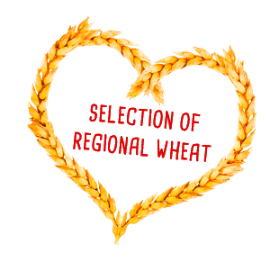 Selection of regional wheat